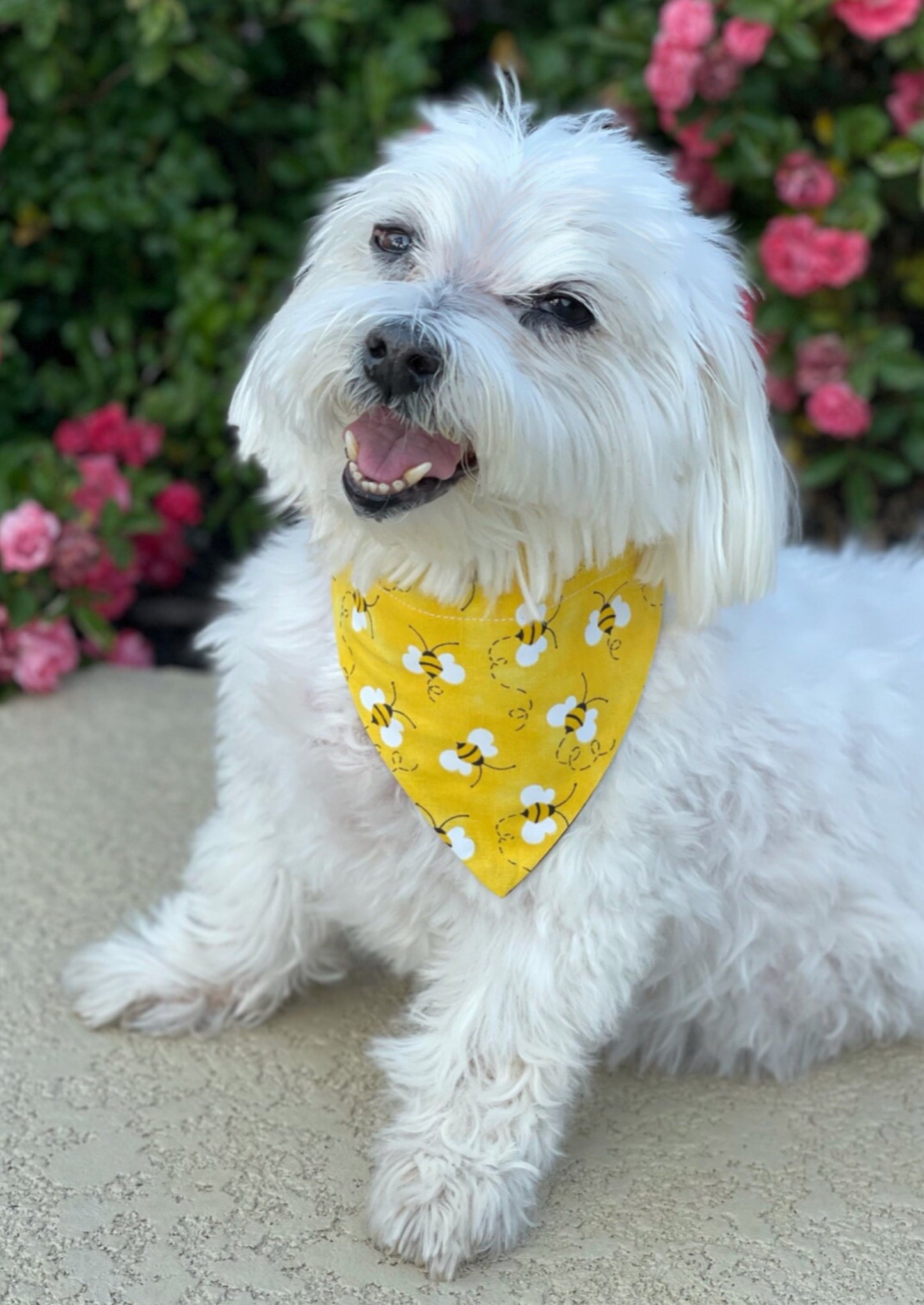 Busy Bee Slide-on Bandana