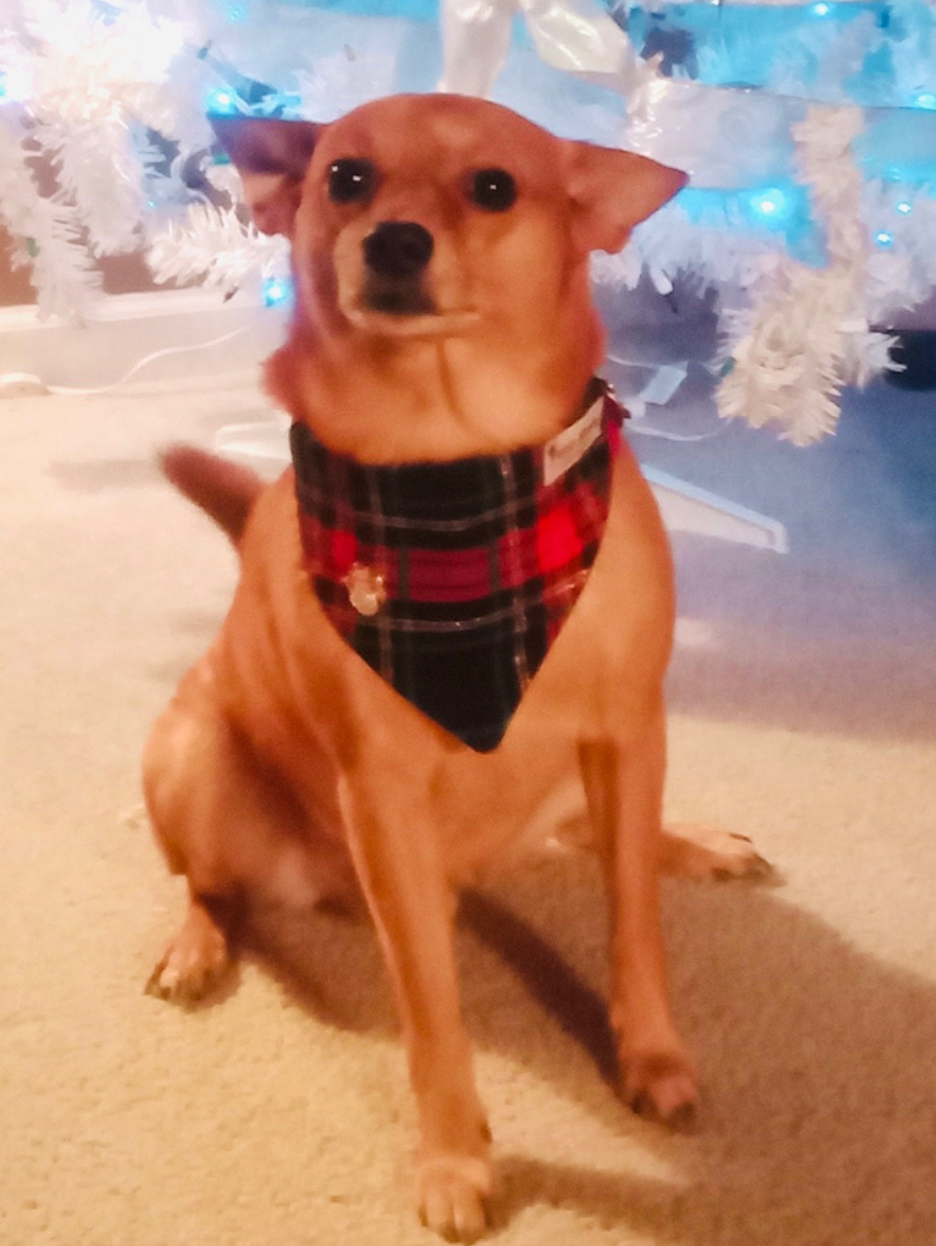 Christmas Plaid Slide-on Bandana